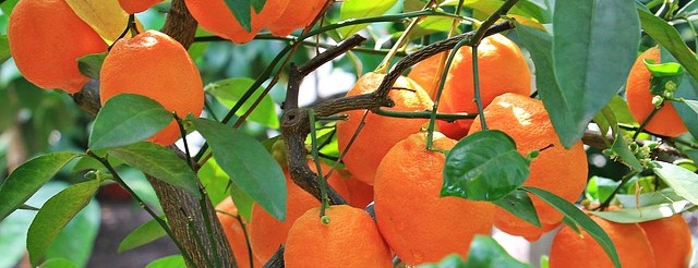 lleno de naranjas