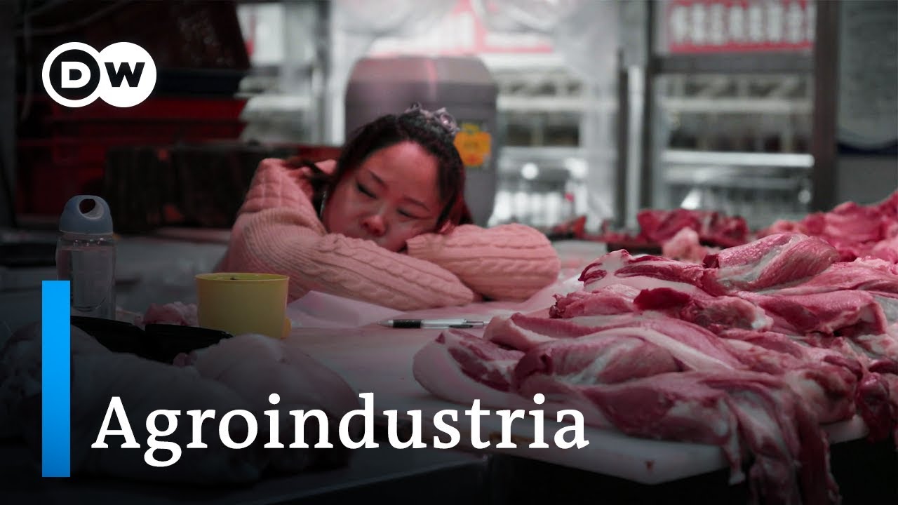 El negocio mundial de la alimentación | DW Documental